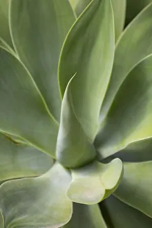 Green Colour Prints: Detail of an Agave plant on the volcanic island of Fuerteventura, Canary Islands