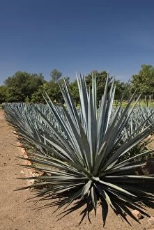 Images Dated 9th November 2008: Agave plants from which tequila is made, Hacienda San Jose del Refugio