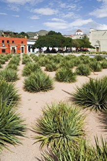 Agave plants used for making Mezcal