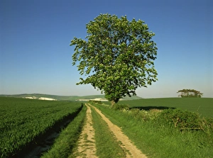 Foot Paths Prints: Agricultural land near Eastbourne, East Sussex, England, United Kingdom, Europe