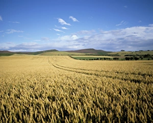 Cereal Prints: Agricultural landscape, north of Rothbury, Northumberland, England, United Kingdom