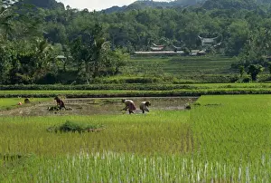 Toraja Prints: Agricultural landscape with people working in rice paddies