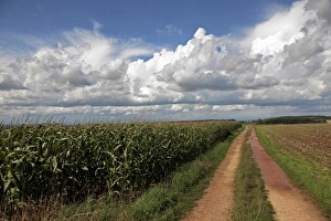 Images Dated 27th August 2010: Agricultural landscape at Saargau near Kirf, Rhineland-Palatinate, Germany, Europe