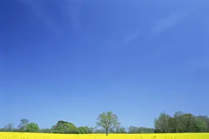 Northamptonshire Prints: Agricultural landscape of yellow field with trees and blue sky in Northamptonshire