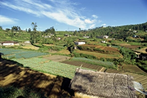 Nuwara Eliya Prints: Agriculture
