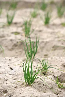Images Dated 3rd May 2006: Agriculture, Roscoff, Finistere, France, Europe