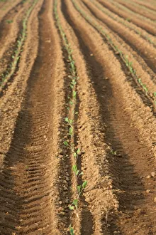 Images Dated 4th May 2006: Agriculture, Saint Thegonnec, Finistere, Brittany, France, Europe