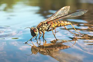 Legs Prints: AI generated image of a Common pond skater walking on the water