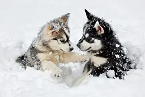 Puppy Prints: AI generated image of Two cute Alaskan Husky pups playing in snow