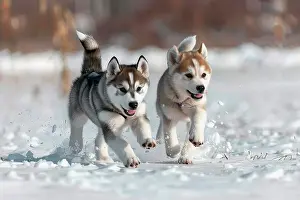 Puppy Prints: AI generated image of Two cute Alaskan Husky pups running in snow