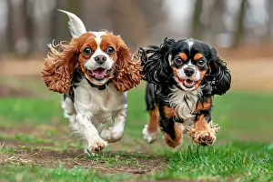Puppy Prints: AI generated image of Two cute Cavalier King Charles Spaniel pups running playfully