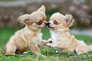 Puppy Prints: AI generated image of Two cute Chihuahua pups playing together