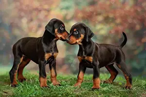 Puppy Prints: AI generated image of Two cute Dobermann pinscher pups playing together