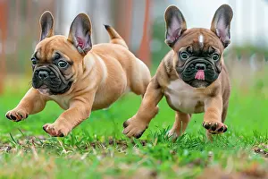 Friendship Prints: AI generated image of Two cute French Bulldog pups playing and running together in the grass