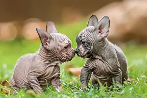 Touching Prints: AI generated image of Two cute Mexican Hairless pups seated and looking at each other