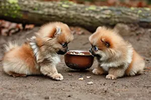 Puppy Prints: AI generated image of Two cute Pomeranian pups eating in a bowl