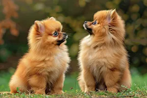 Puppy Prints: AI generated image of Two cute Pomeranian pups looking at each other