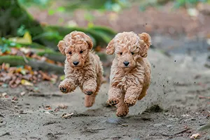 Puppy Prints: AI generated image of Two cute Poodle pups running together