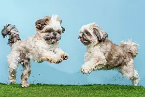 Canine Prints: AI generated image of Two cute Shih Tzu pups playing and springing together