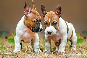 Puppy Prints: AI generated image of Two cute young bull terriers looking at each other