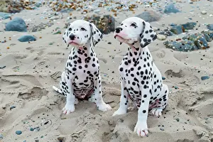 Friendship Prints: AI generated image of Two cute young dalmatian dogs seated on sand