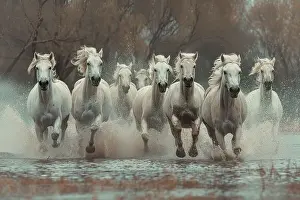 Horses Prints: AI generated image of a Group of white horses running in the water