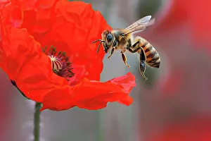 Floral Prints: AI generated image of a Honeybee foraging a red poppy