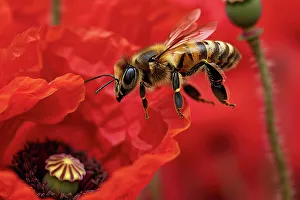 Petals Prints: AI generated image of a Honeybee foraging a red poppy