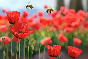 Floral Prints: AI generated image of Honeybees flying above a red poppy field