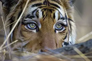 Gaze Prints: AI generated image of an Imaginary tiger with human face and eyes