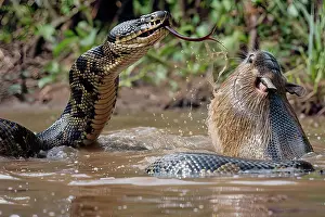 Strong Prints: AI generated image of a Large anaconda chasing a capybara