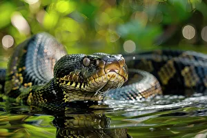 Serpent Prints: AI generated image of a Large anaconda in the water