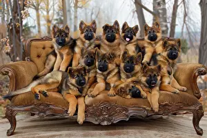 AI generated image of a Litter of German Shepherd dogs seated on a sofa