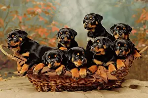 Puppy Prints: AI generated image of a Litter of rottweilers lying down in a wicker basket