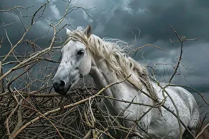 Strong Prints: AI generated image of a Portrait of a white horse in a thicket