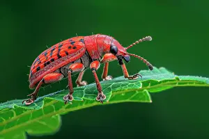 AI generated image of a Stylized red giraffe weevil on a green leaf
