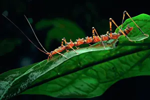 Invertebrate Prints: AI generated image of a Stylized red stick insect on a green leaf