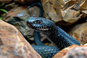 Serpent Prints: AI generated image of a Venomous black mamba on rocks, Africa