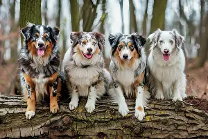 Puppy Prints: AI generated image of young Australian shepherd dogs seated on tree trunk