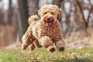 Canine Prints: AI generated image of a Young goldendoodle pup running and springing in the grass