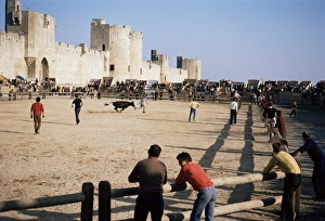 Bull Fighting Prints: Aigues Mortes, Camargue, Provence, France, Europe