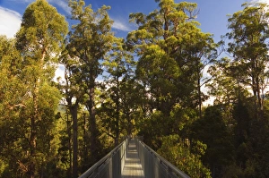 Accessibility Prints: Airwalk, Tahune Forest Reserve, Tasmania, Australia, Pacific