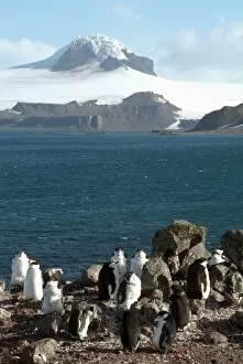 Aitcho Island, Antarctica, Polar Regions