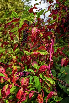 Gardening Prints: Ajika spice tree with colorful leaves and berries in Abkhazia during late summer