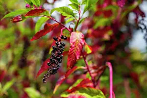 Gardening Prints: Ajika spice tree with dark berries growing in Abkhazia, Russia during a sunny day