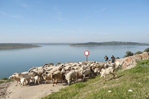 Ovis Aries Prints: Alange, Badajoz, Extremadura, Spain, Europe