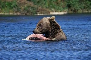 Salmon Prints: Alaskan brown bear (Ursus middendorffi)