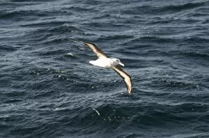 Images Dated 5th March 2009: Albatross near Falkland Islands, South America