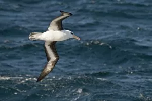 Albatross near Falkland Islands, South Atlantic, South America