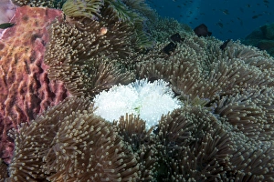 Images Dated 13th June 2008: Albino anemone, Thailand, Southeast Asia, Asia